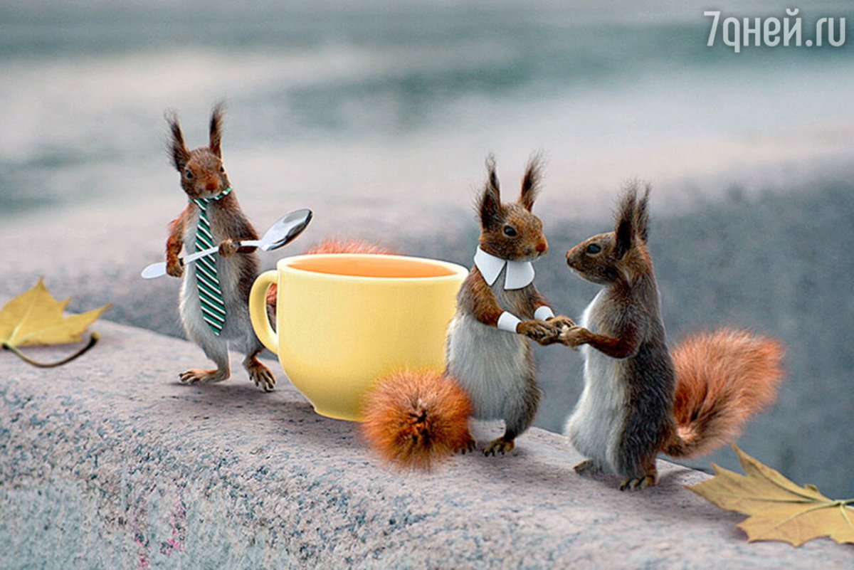 Белка демотиватор