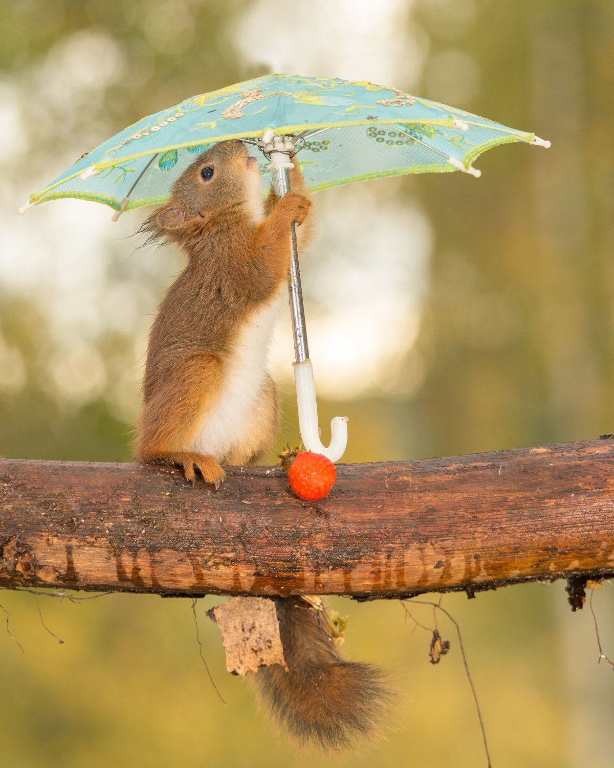 Доброе утро Лисенок