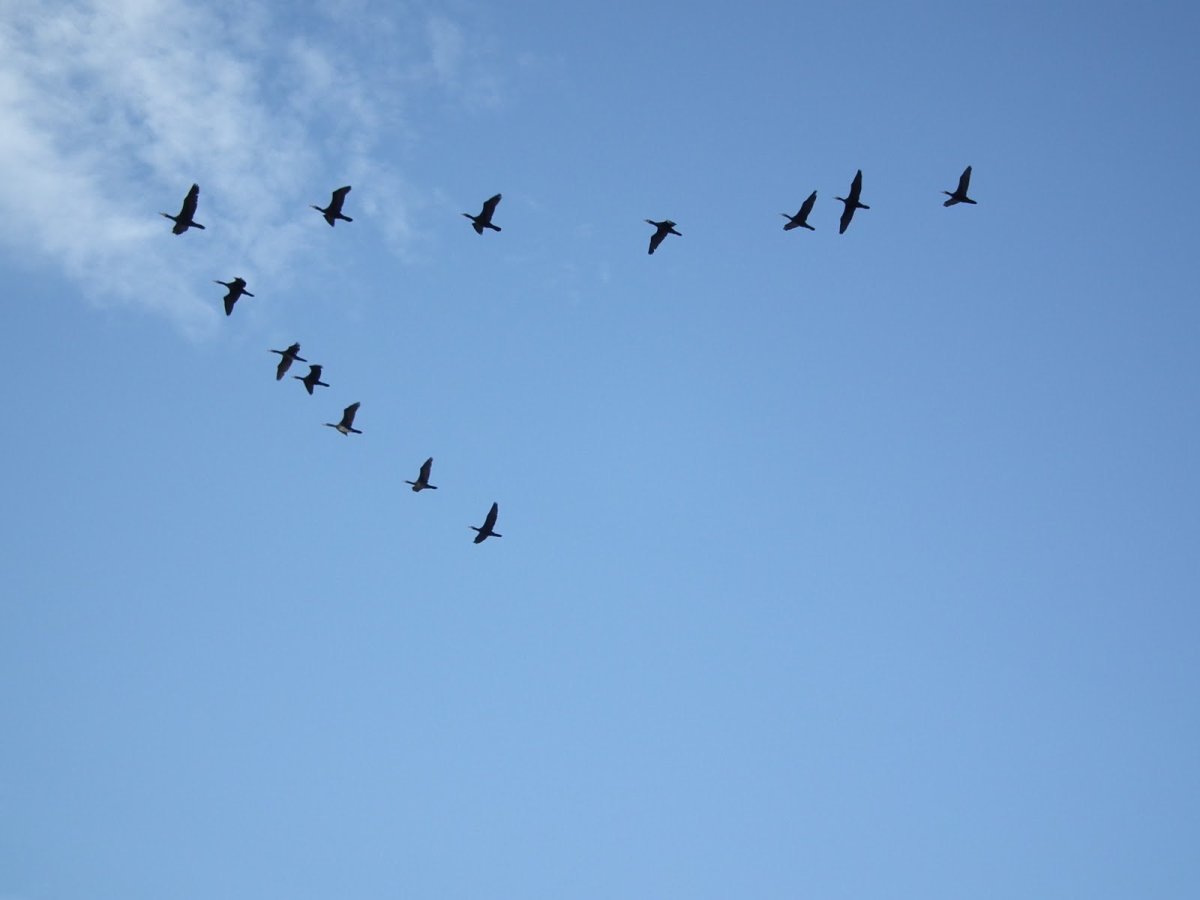 Город Клин торговые ряды