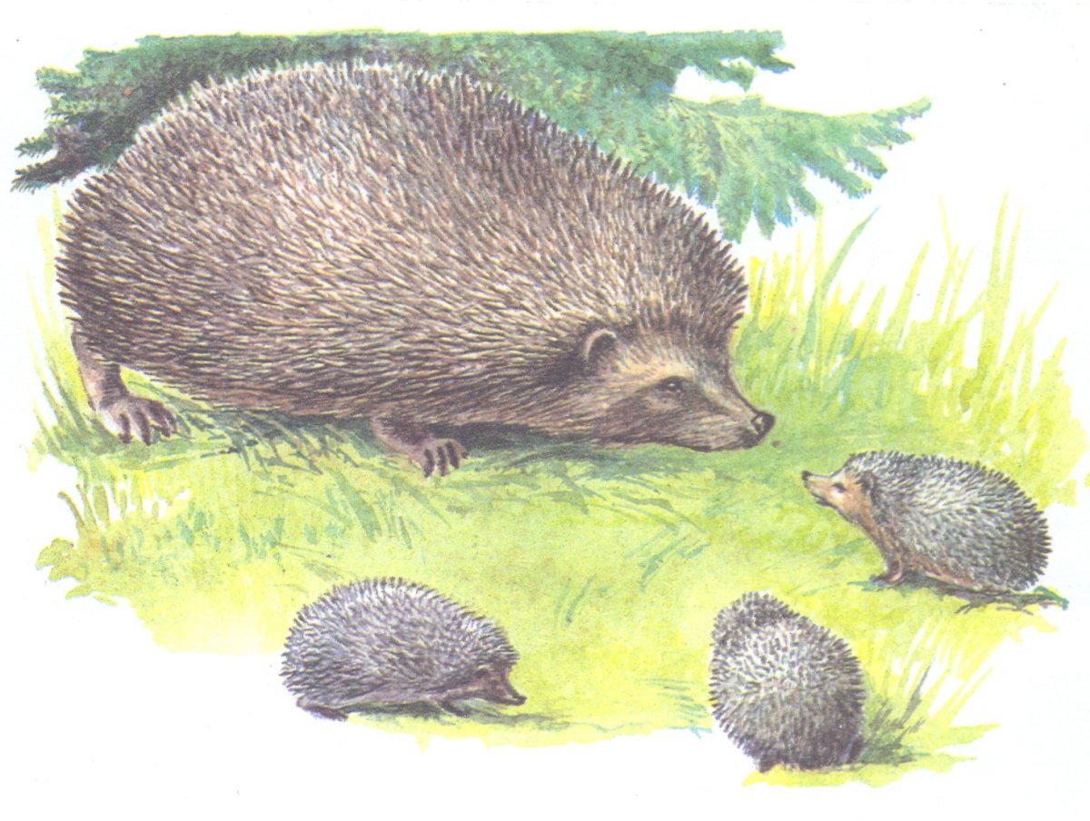 Еж ежиха и ежонок