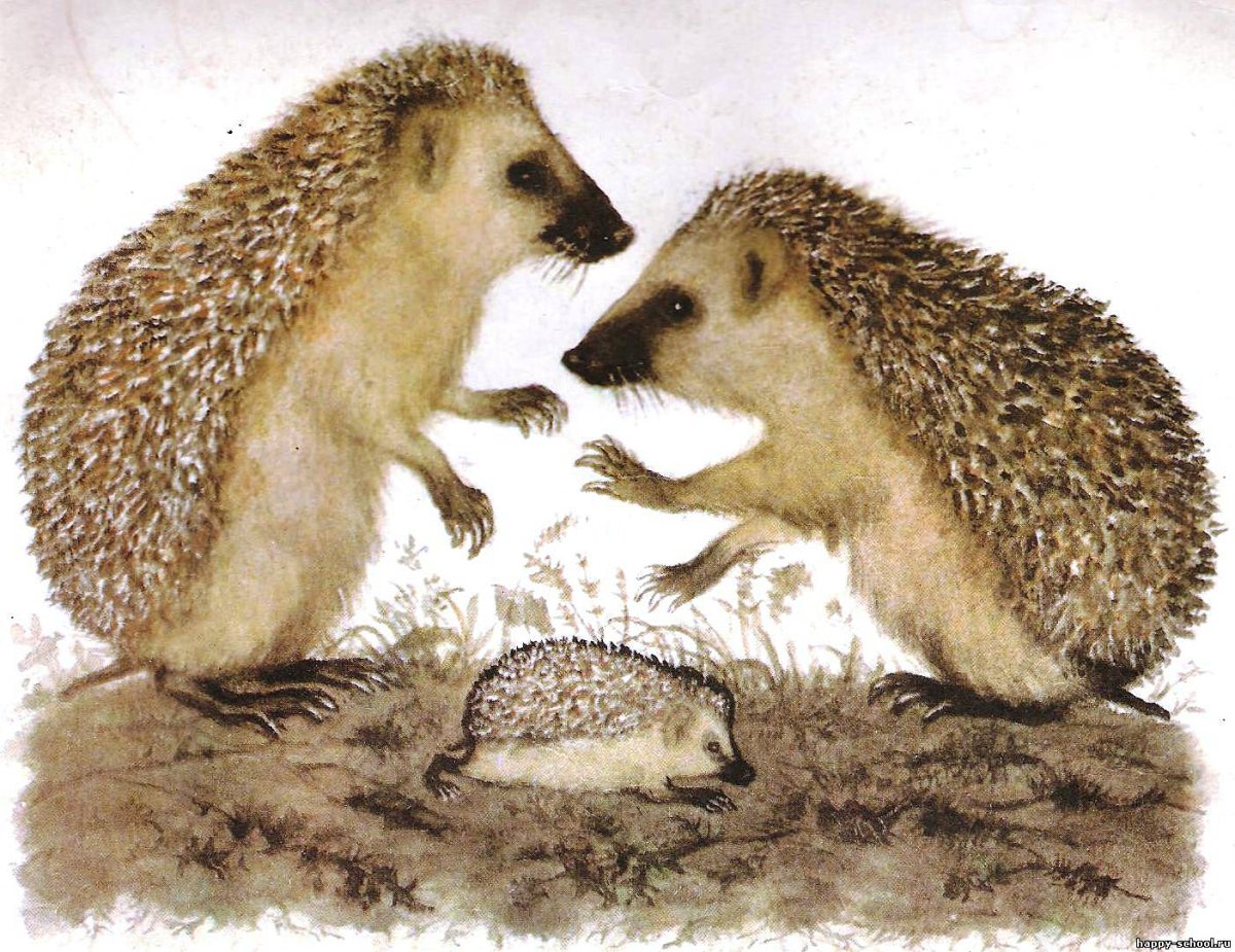 Еж ежиха Ежик Маршак