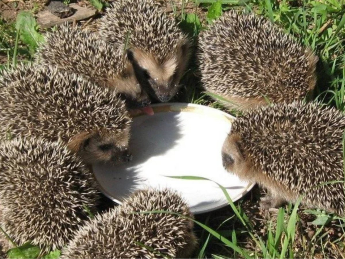 Ежик весной