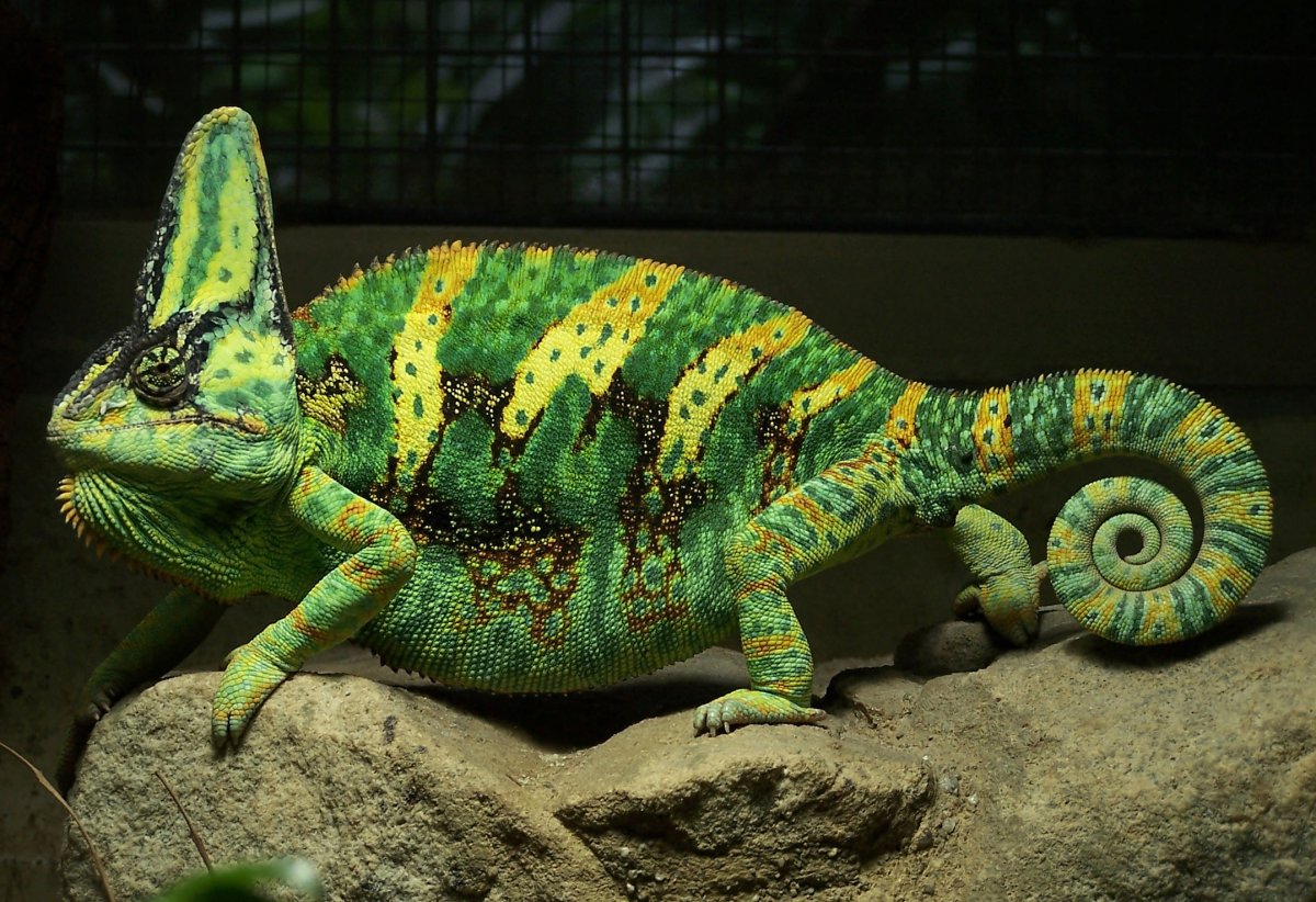 Домашняя ящерица эублефар