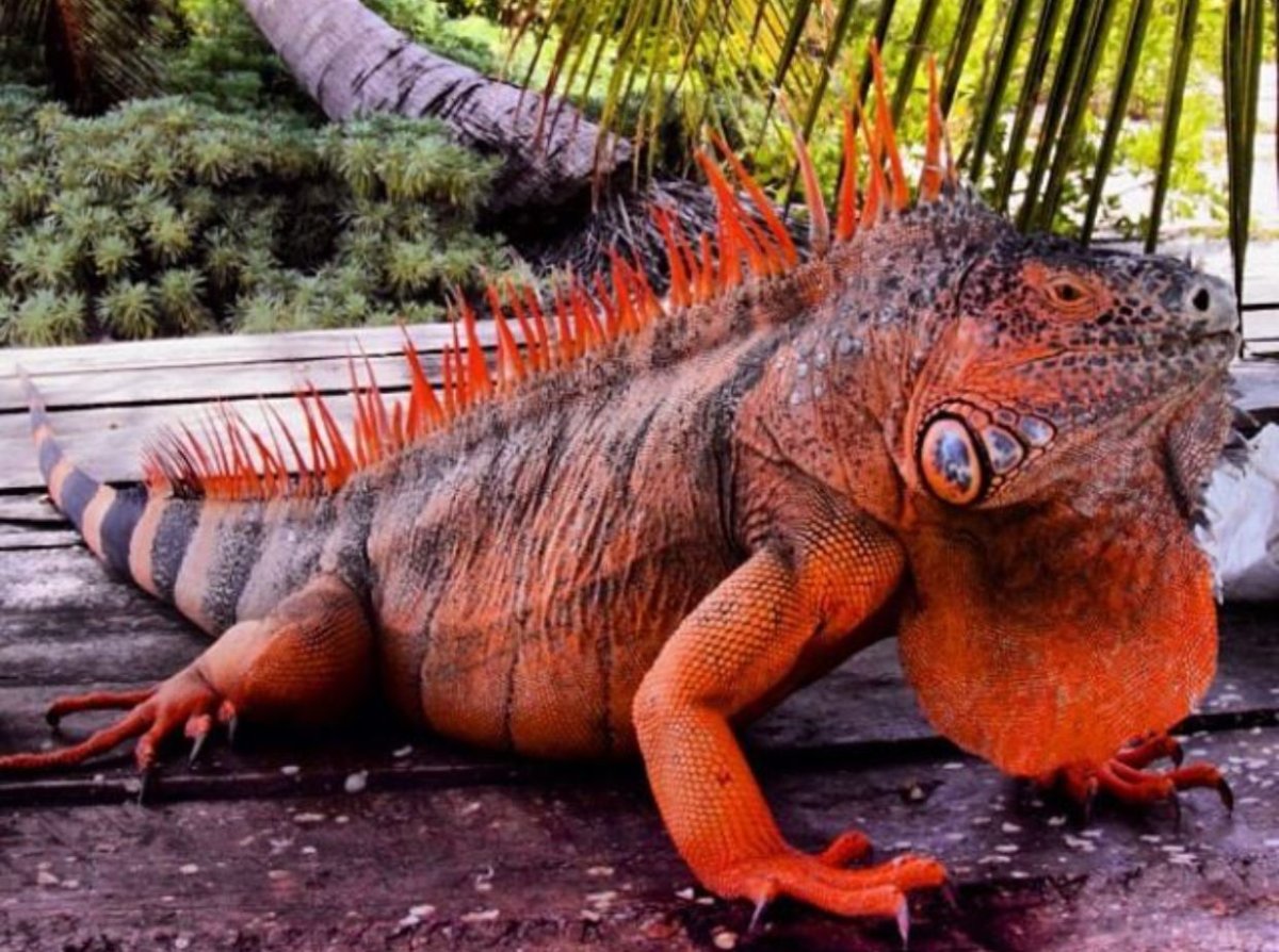 Йеменский хамелеон