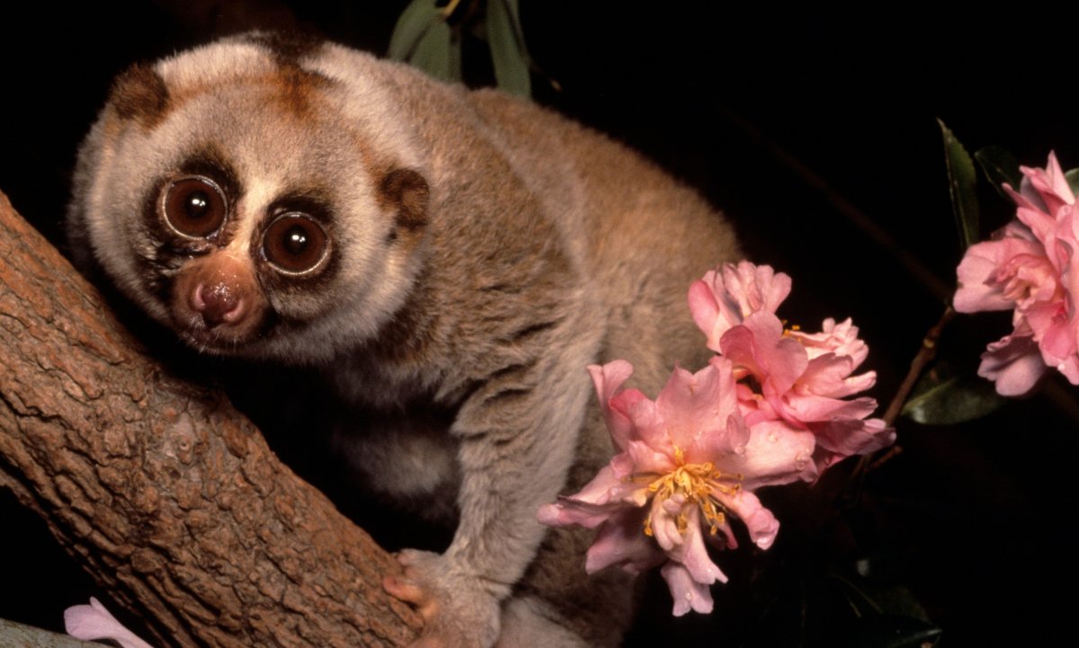 Тропические птицы живопись