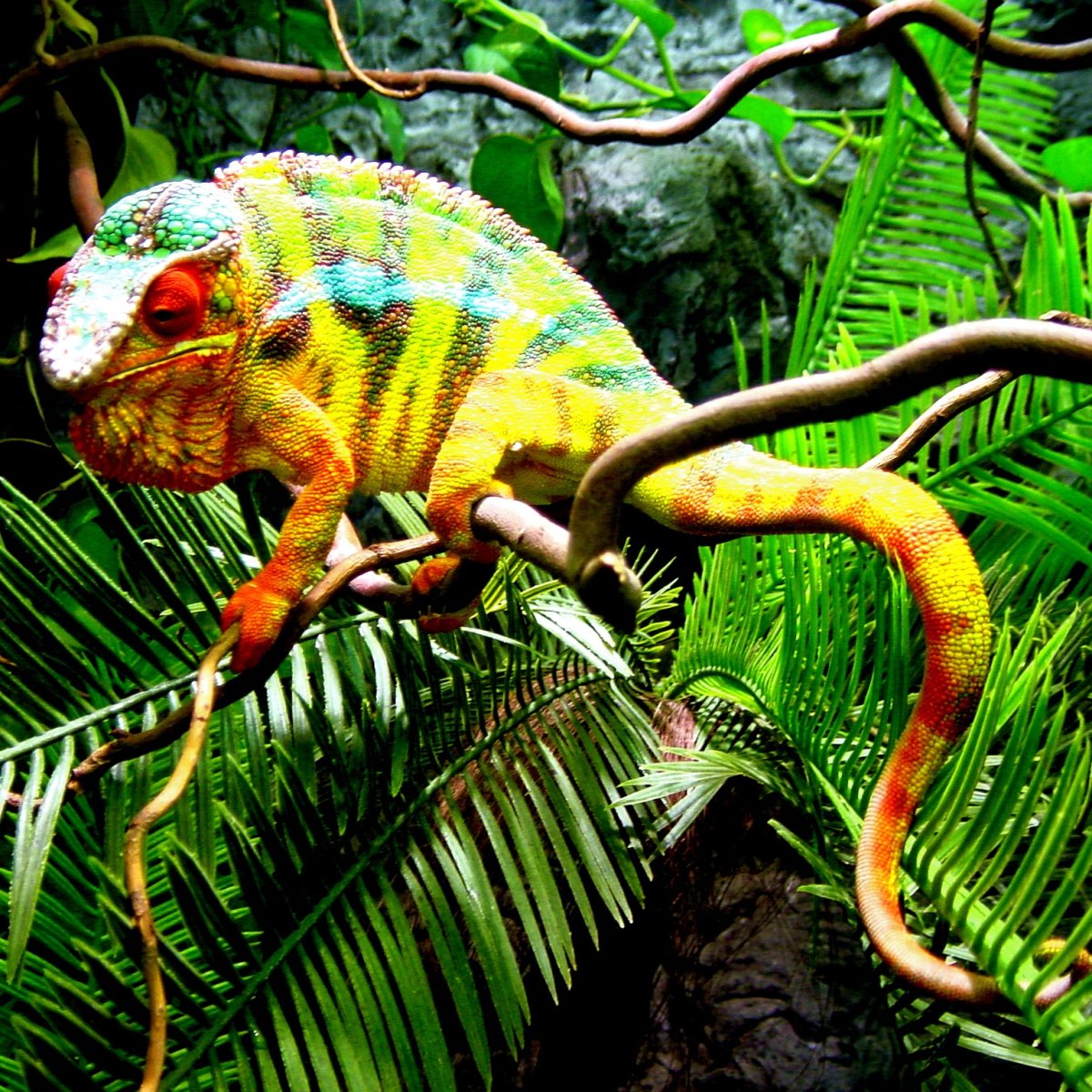 Пантеровый хамелеон