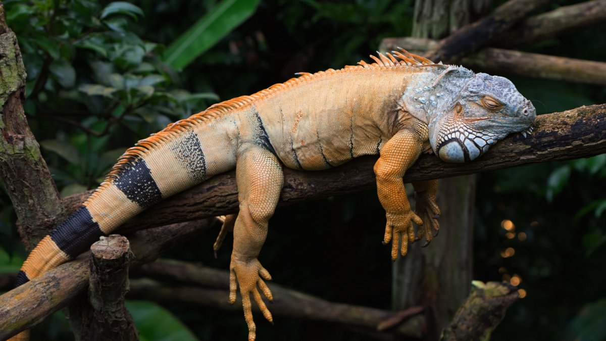 Сенегальский галаго лимур