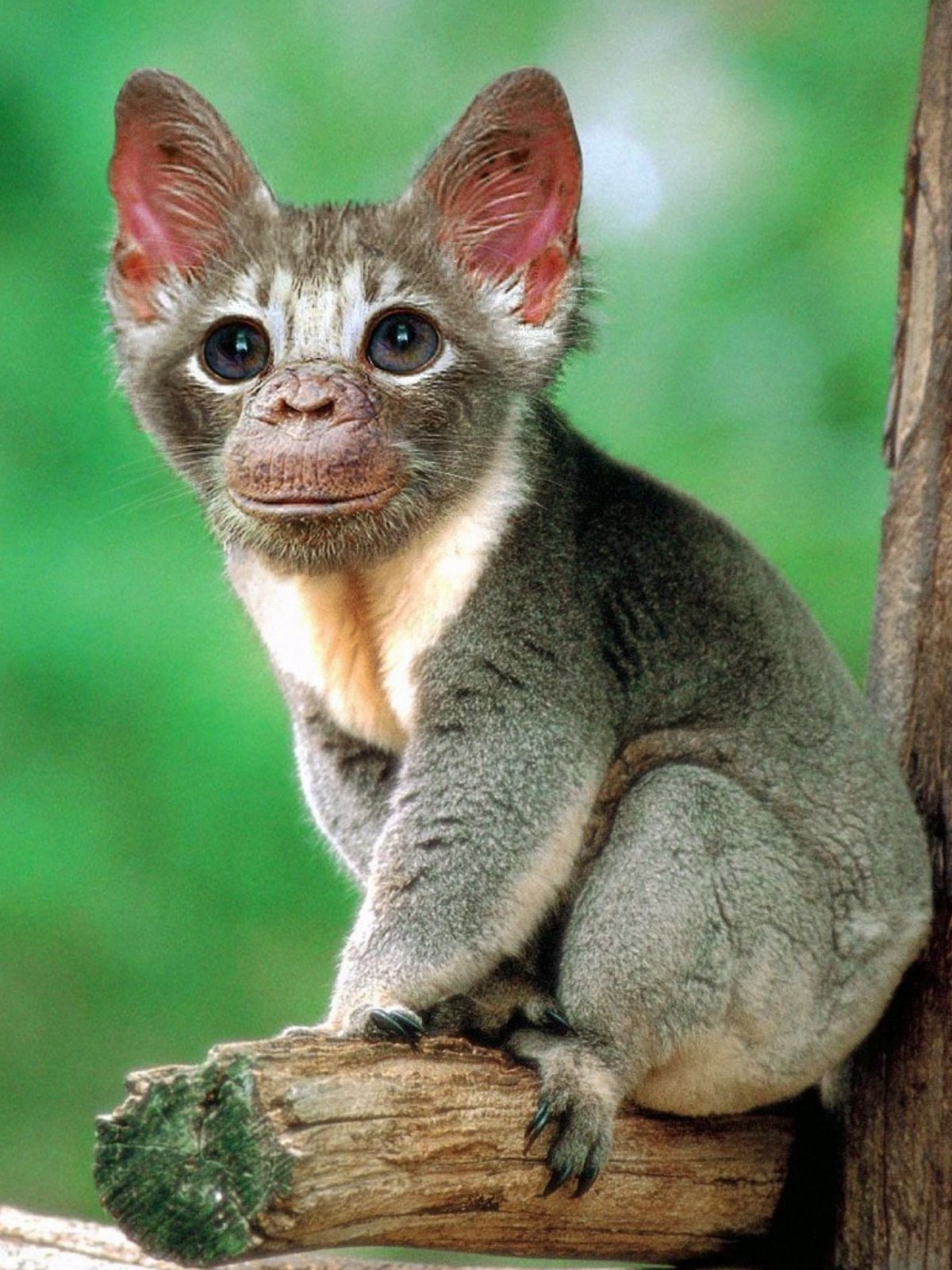 Древесный орангутановый еж