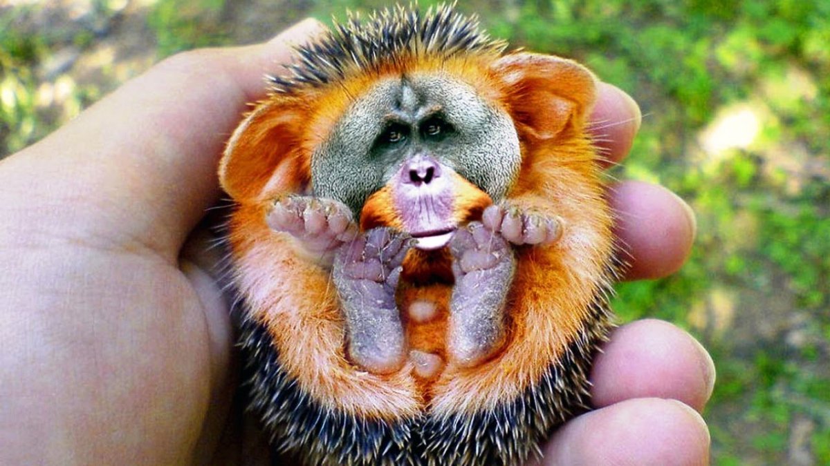 Пятнистый кускус