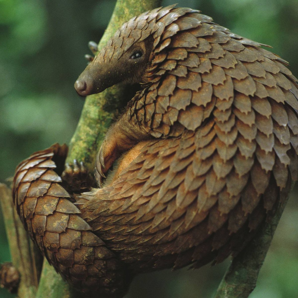 Йеменский хамелеон домашний