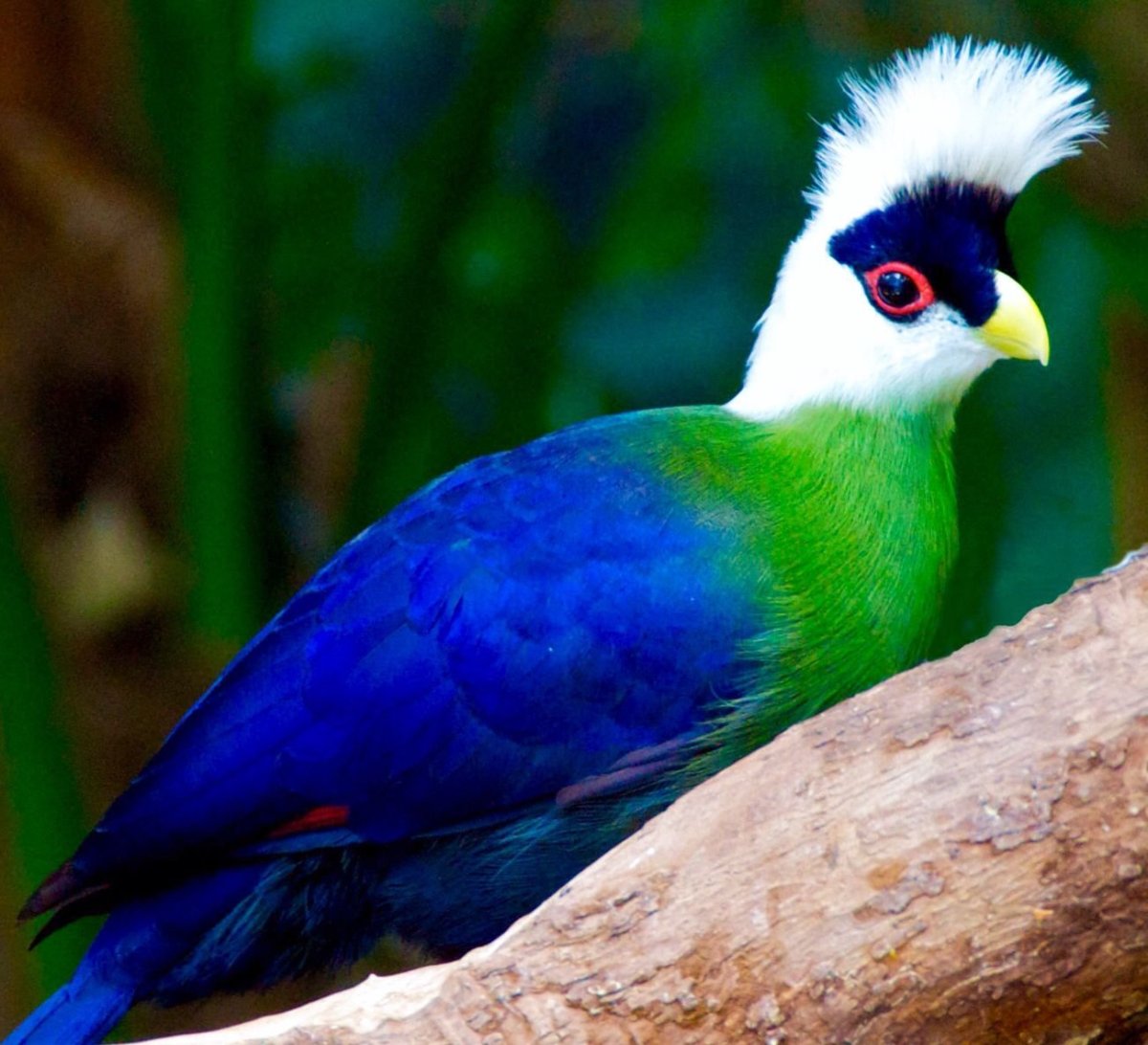 Игрушки Santaniel Inari Foxes