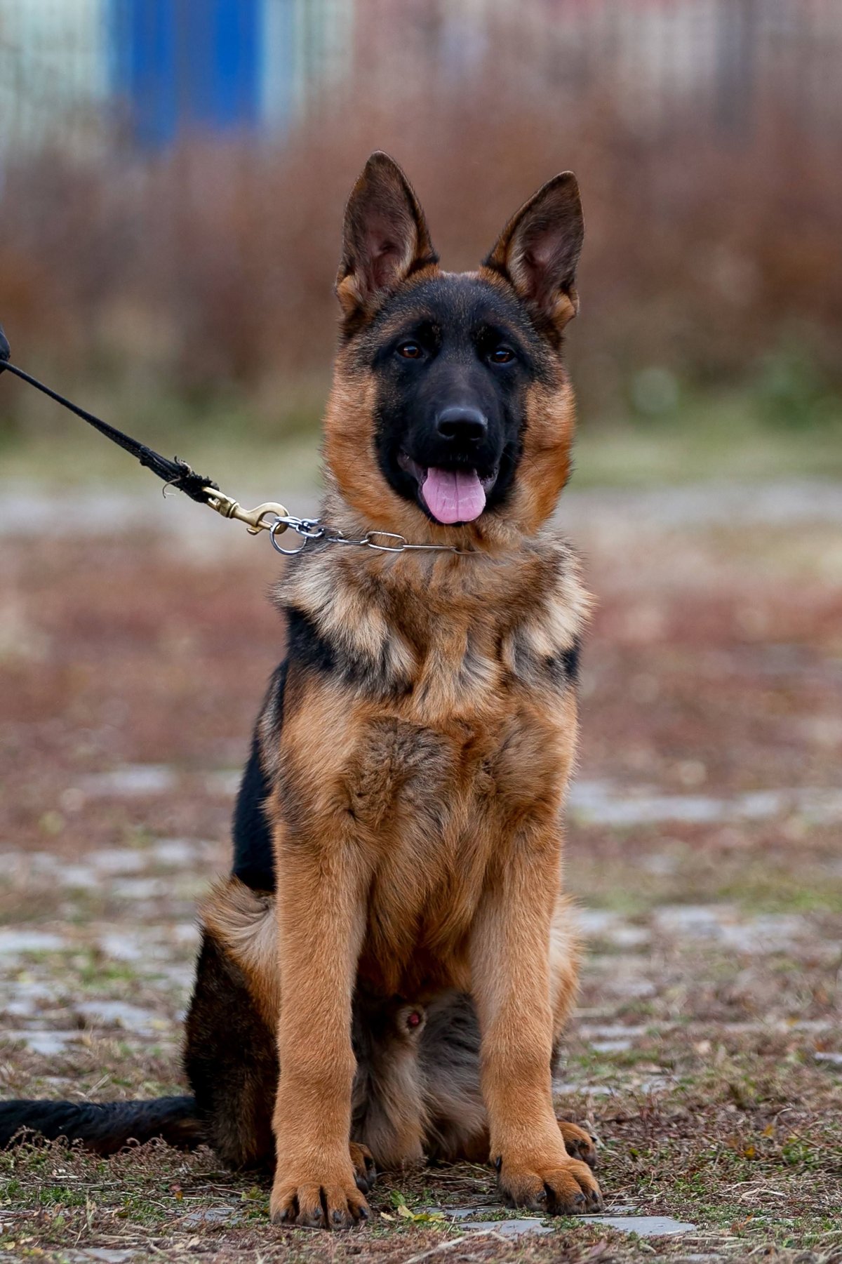 Немецкая овчарка волкодав