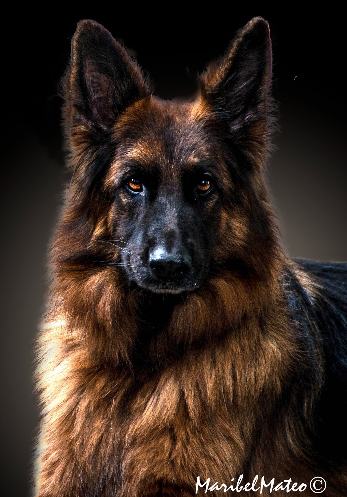 Немецкая овчарка Шеферд