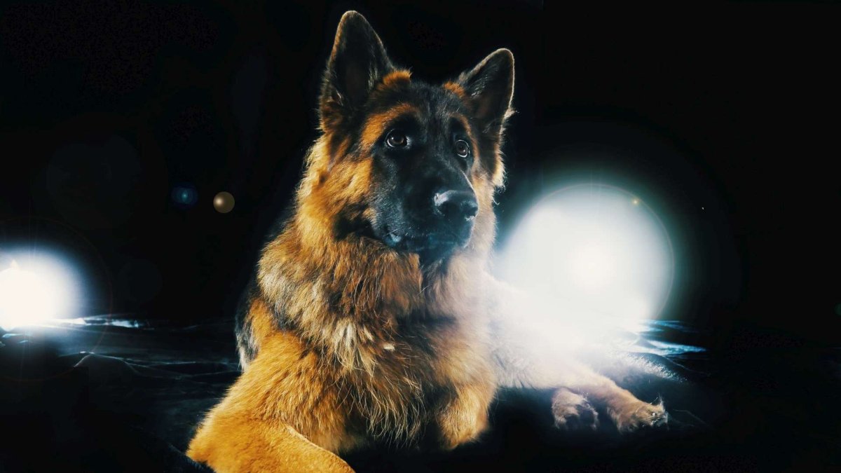 Немецкая овчарка Эстетика