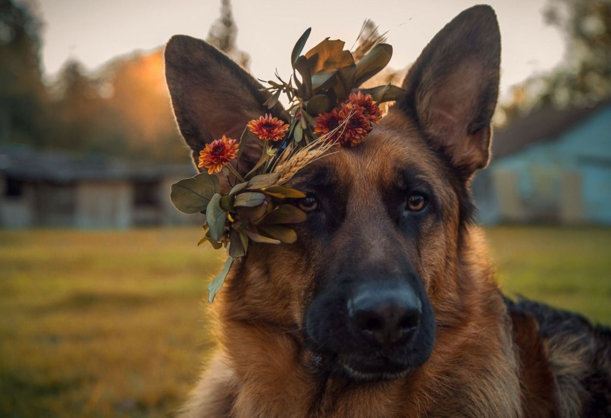 Немецкая овчарка эстетикика