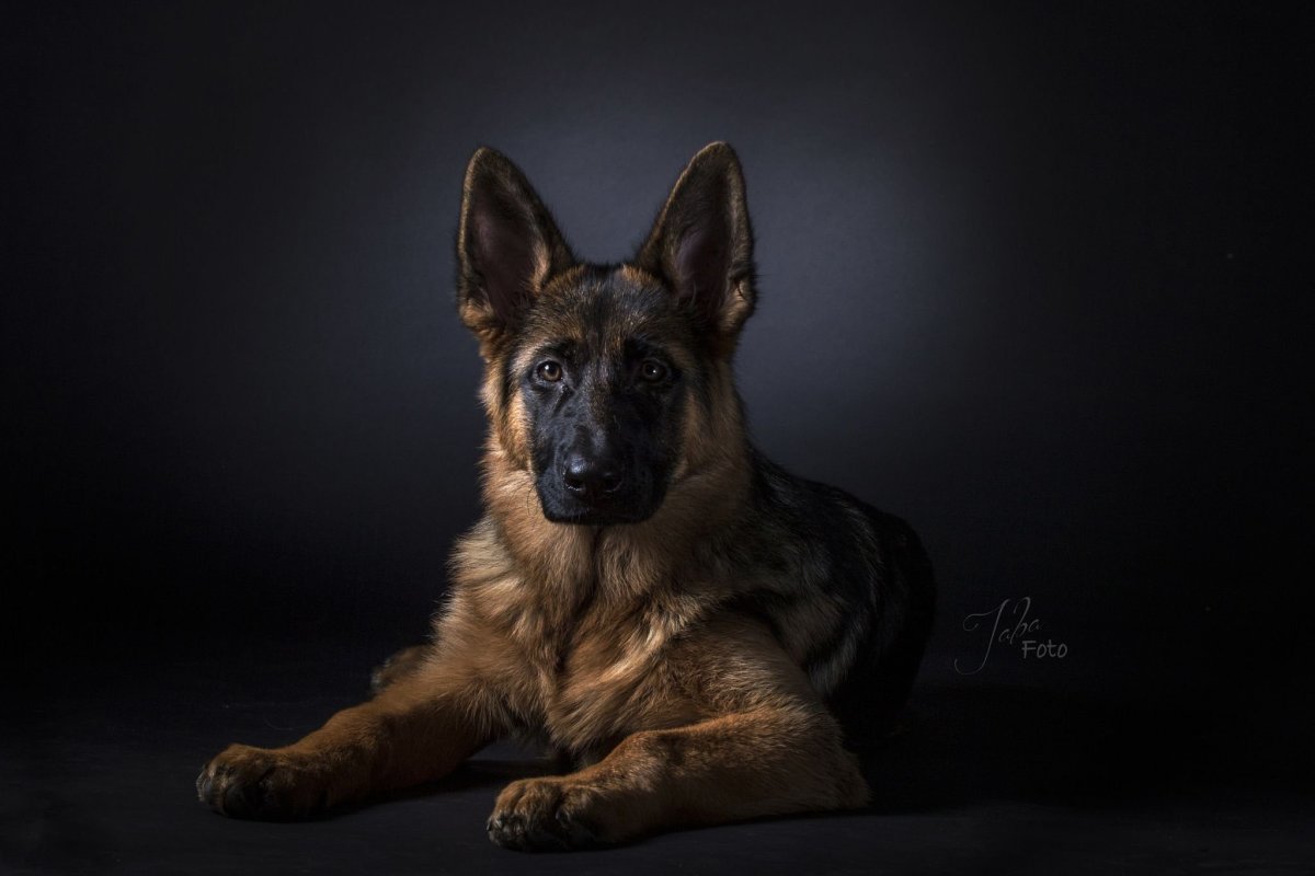 Собака немецкая овчарка серая