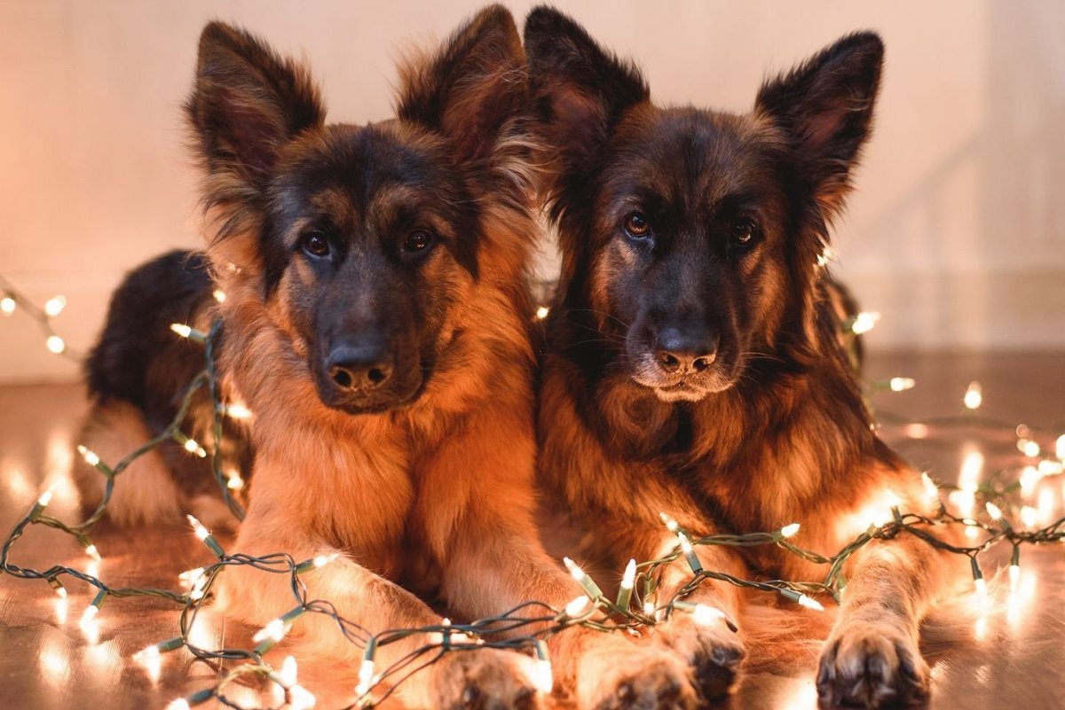 Немецкая овчарка с гирляндой