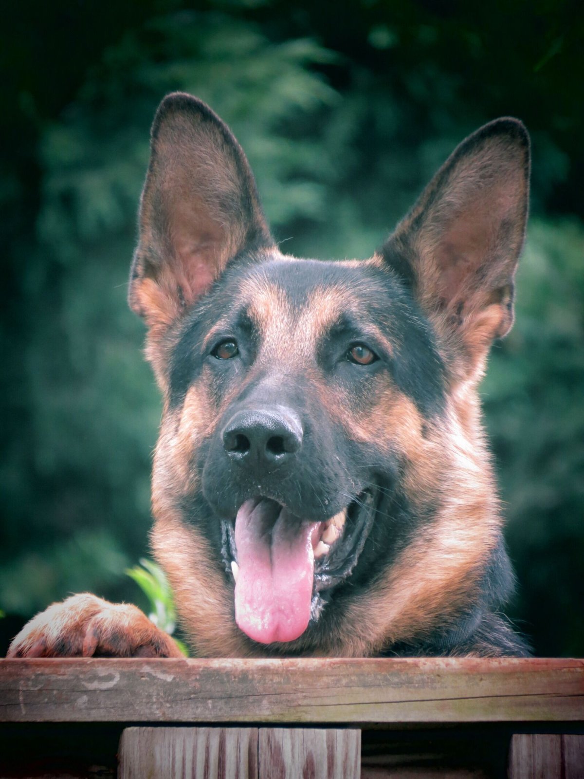 Немецкая овчарка