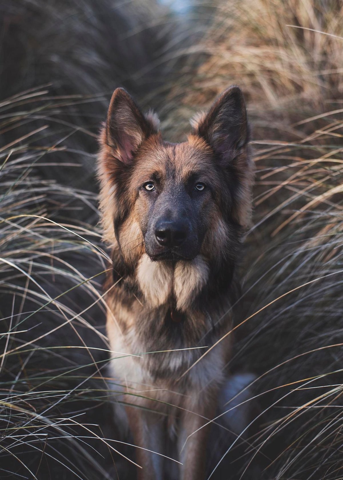 Голубая немецкая овчарка