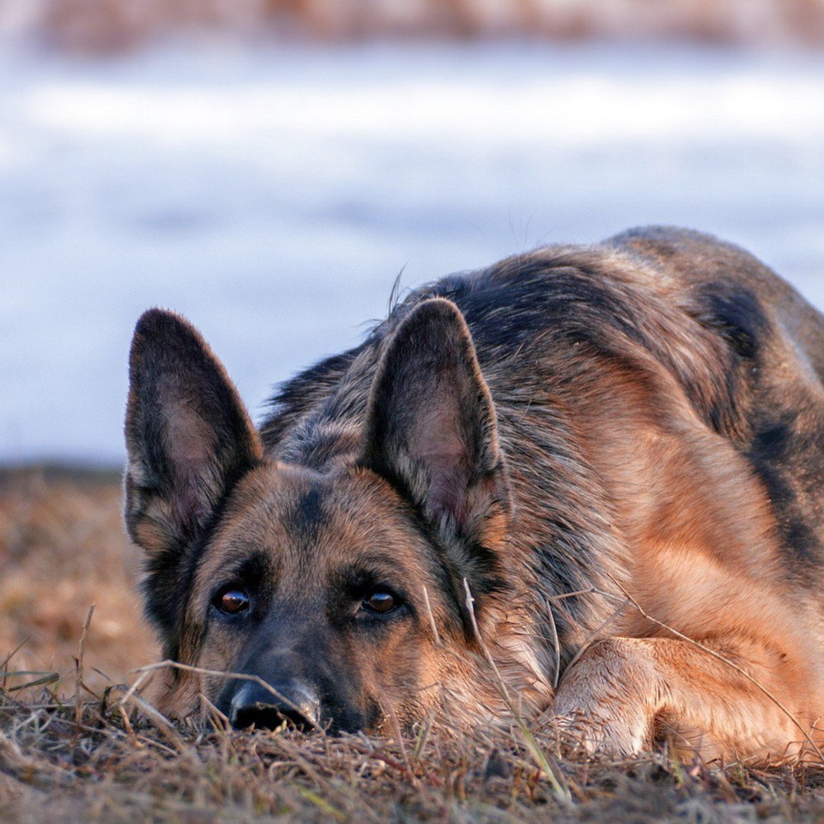 Немецкая овчарка Эстетика