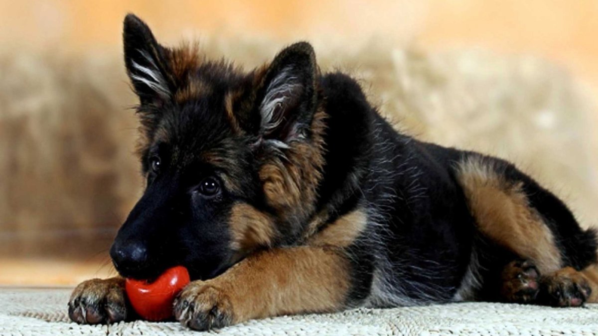 Шилонская овчарка