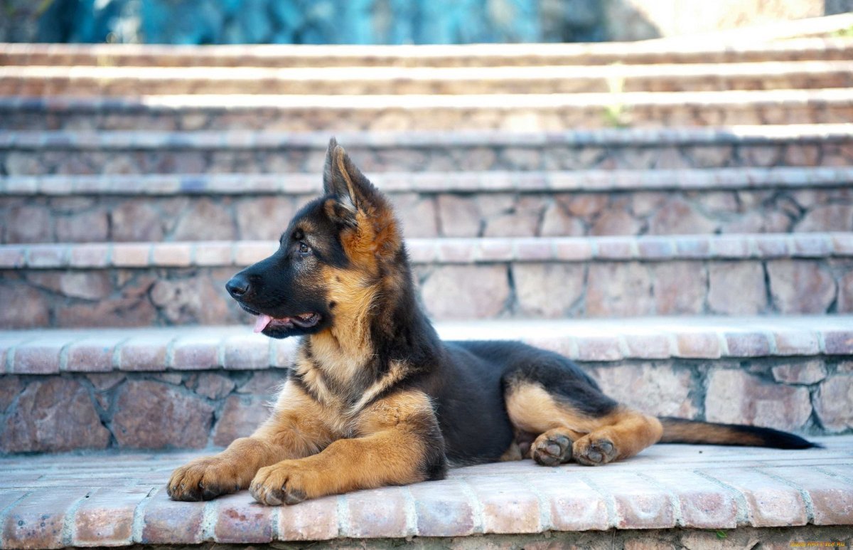 Собака овчарка щенок