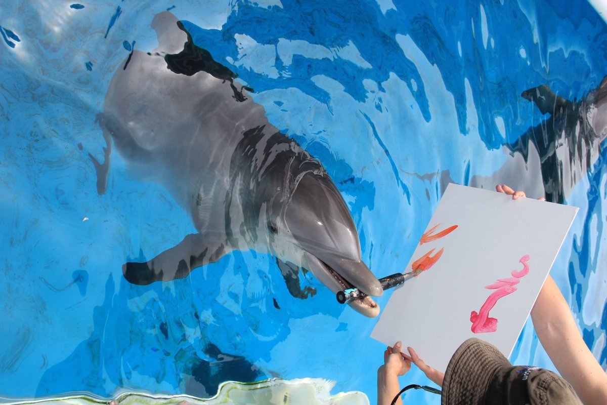 Дельфин персонаж