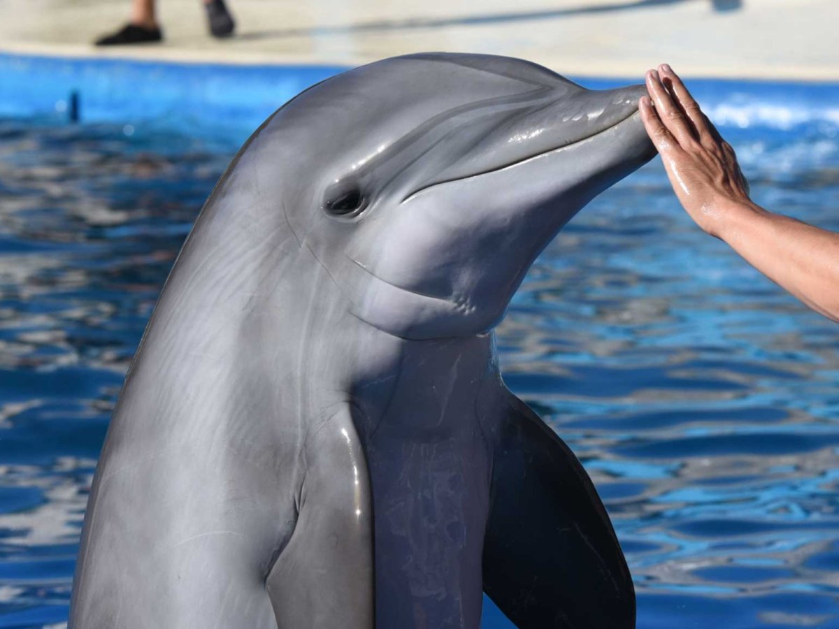 Кит Белуха Москвариум