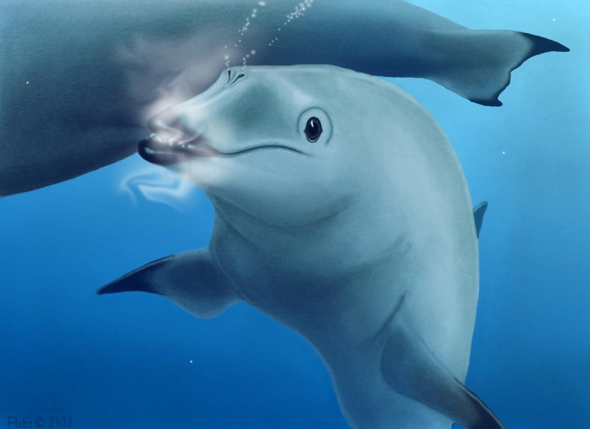 Дельфины живопись маслом