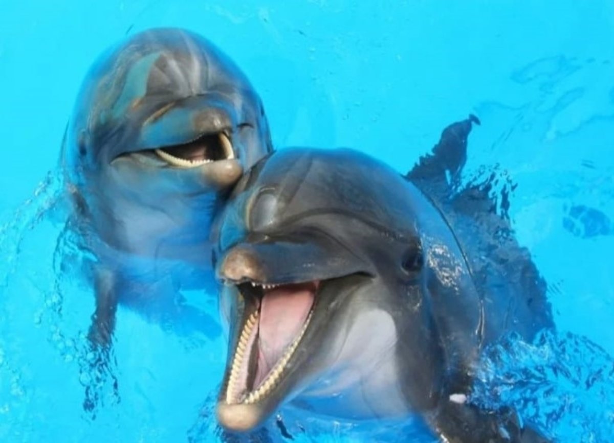 Дельфин арт