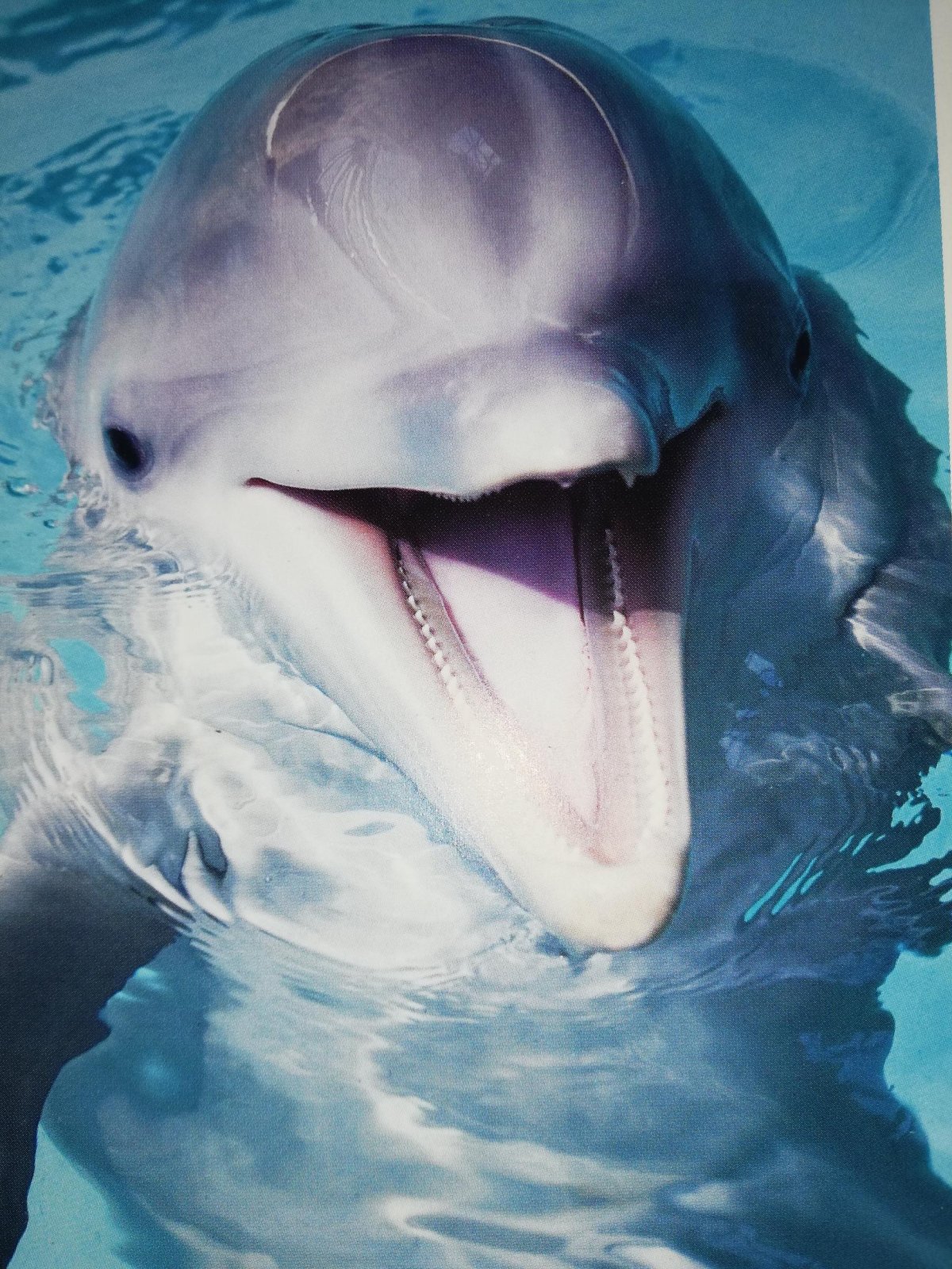 Дельфины маслом