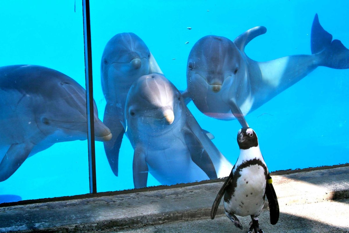 Небесный Дельфин