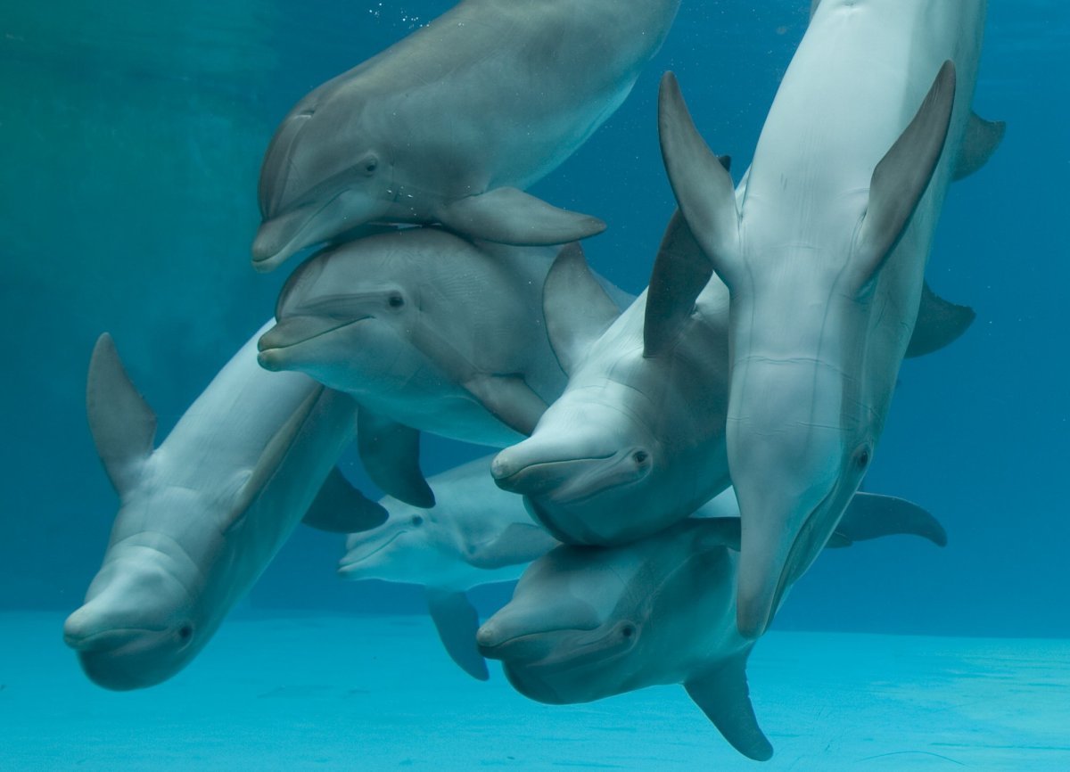 23 Июля Всемирный день защиты китов и дельфинов