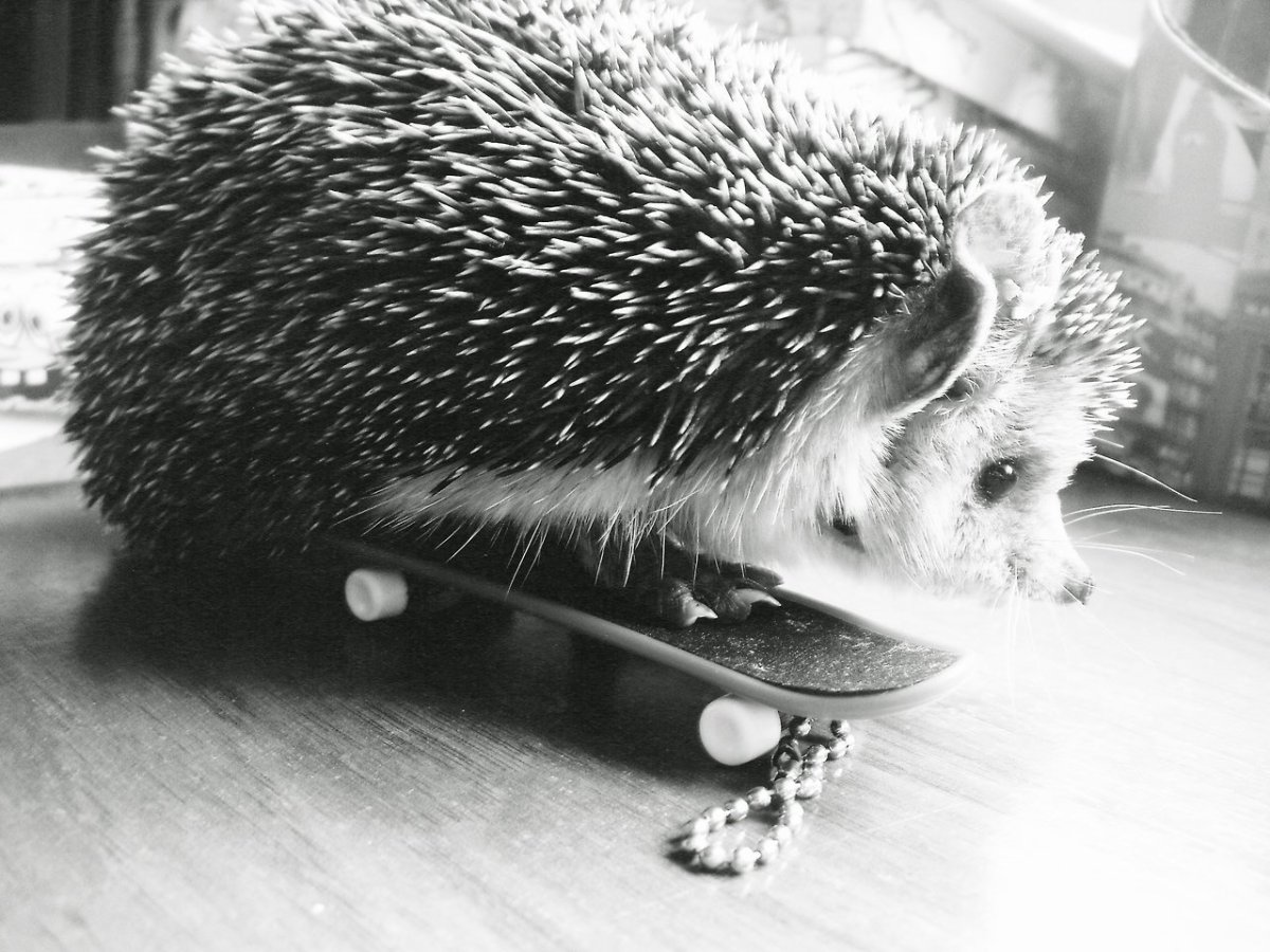 «Ёжик в тумане» Юрия Норштейна