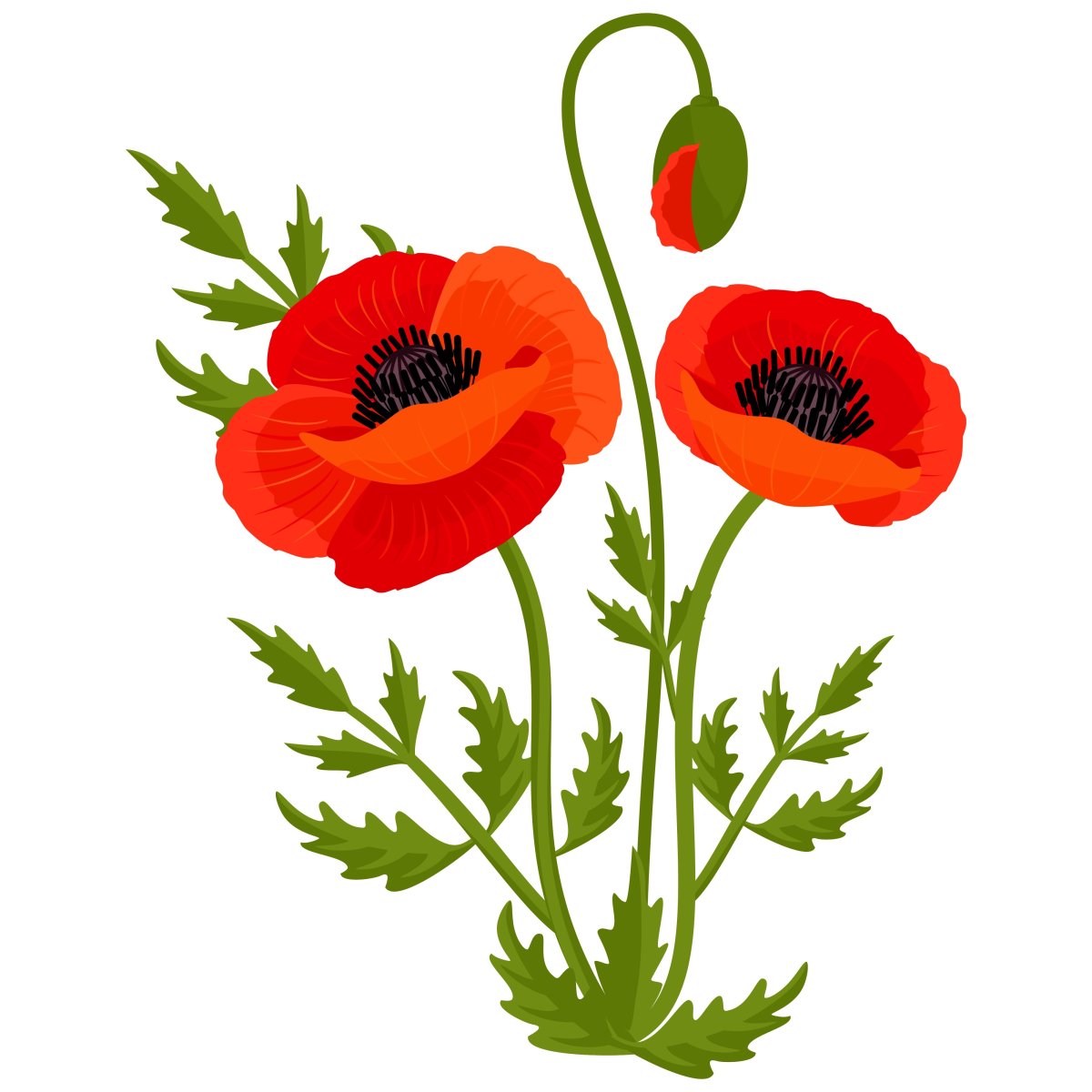 Мак рисунок для детей