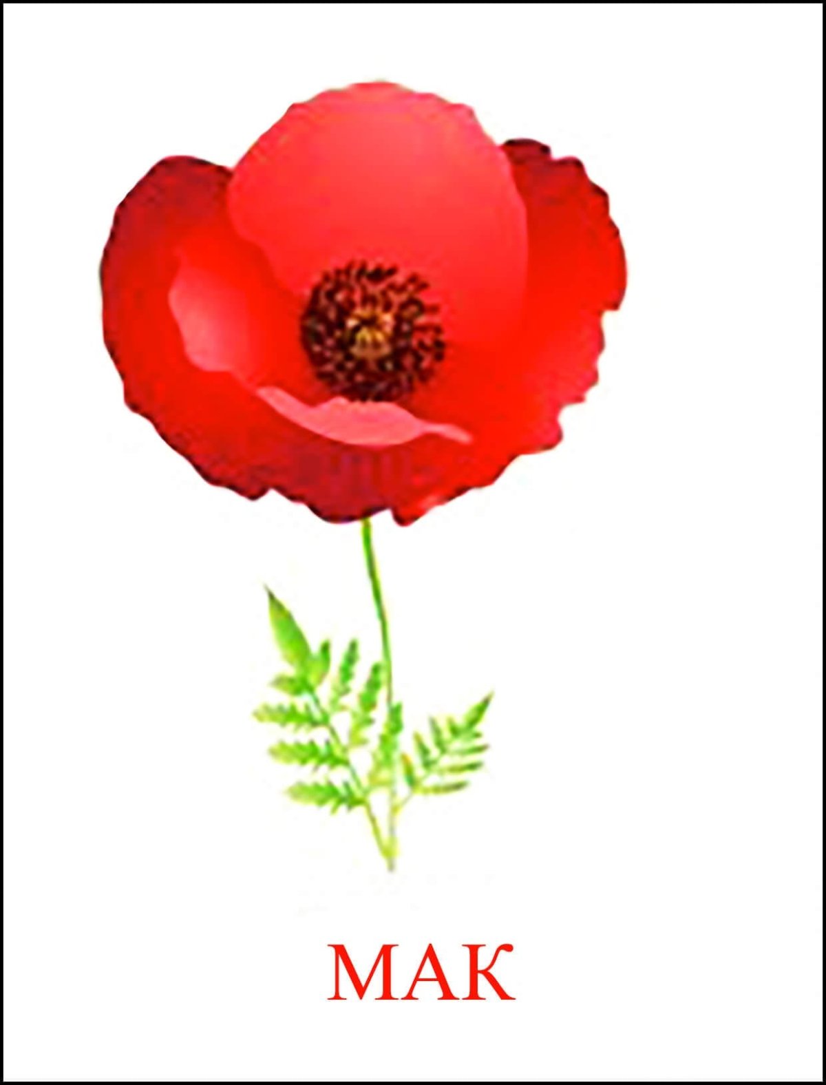 Цветок Мак для детей