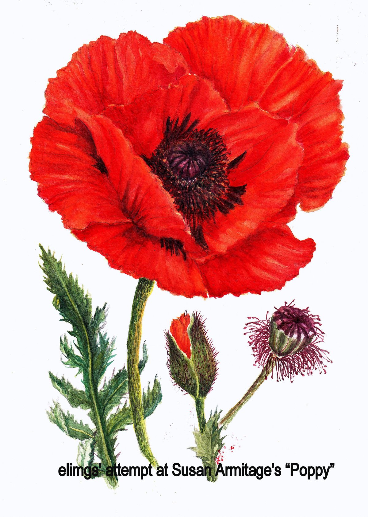 Чертеж вектора цветок Мак