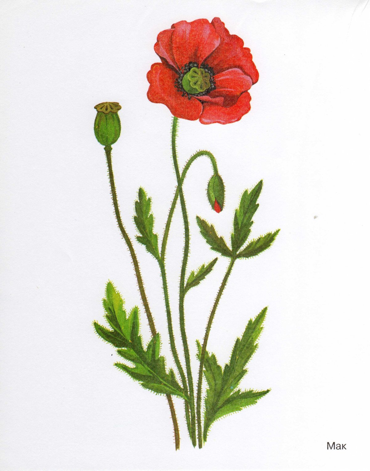 Мак мультяшный