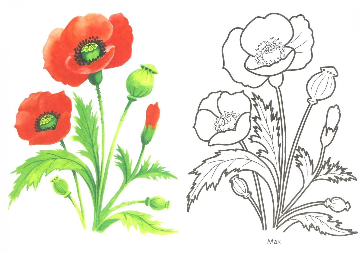 Мак Нарисовая