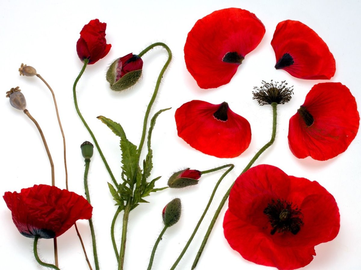 Изображение цветов для детей