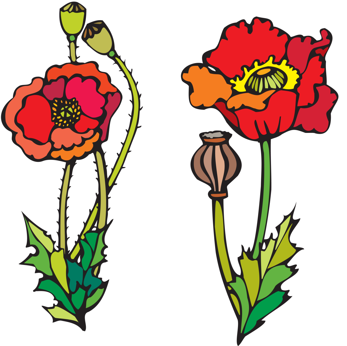 Маки рисунок