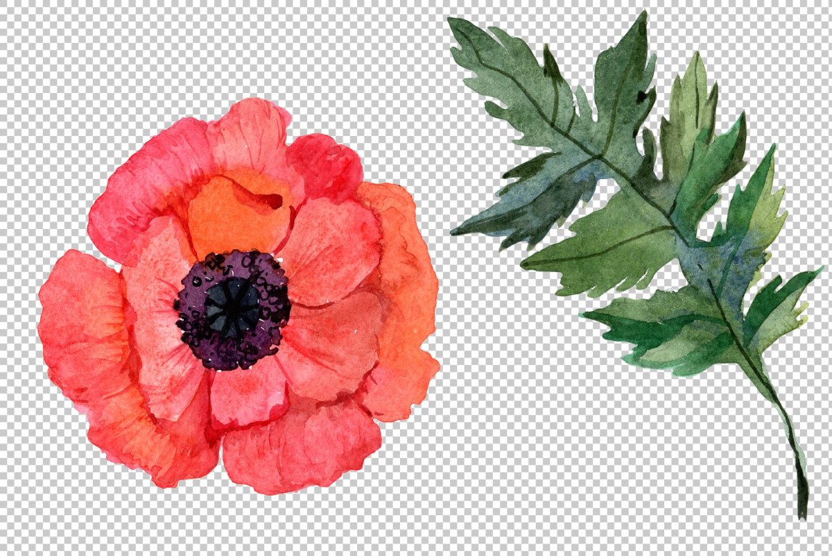 Мак самосейка строение