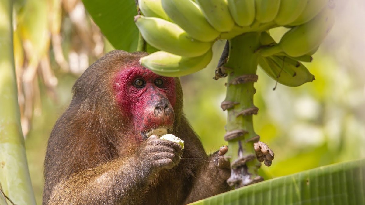 Обезьяна с бананами для детей