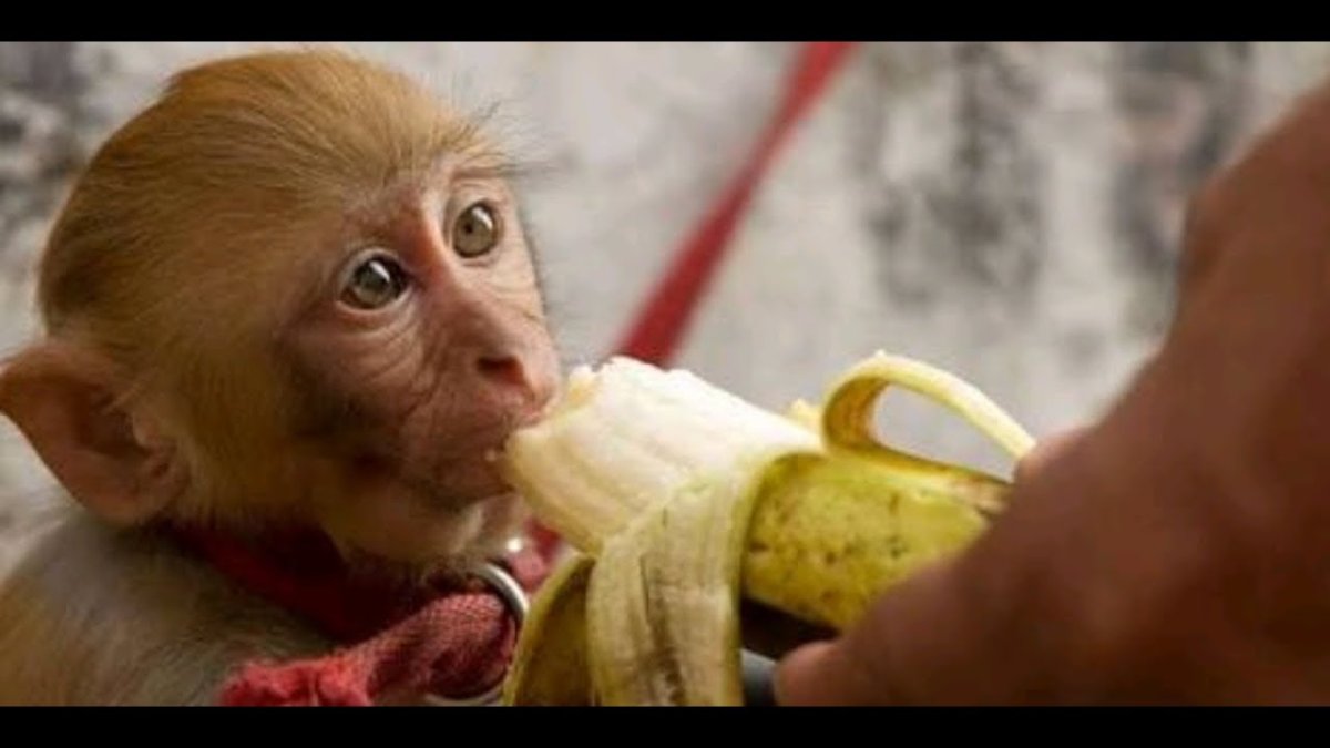 Обезьянка и бананы