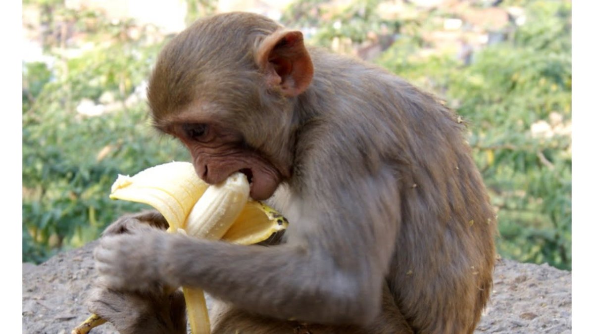 Обезьяна и баран