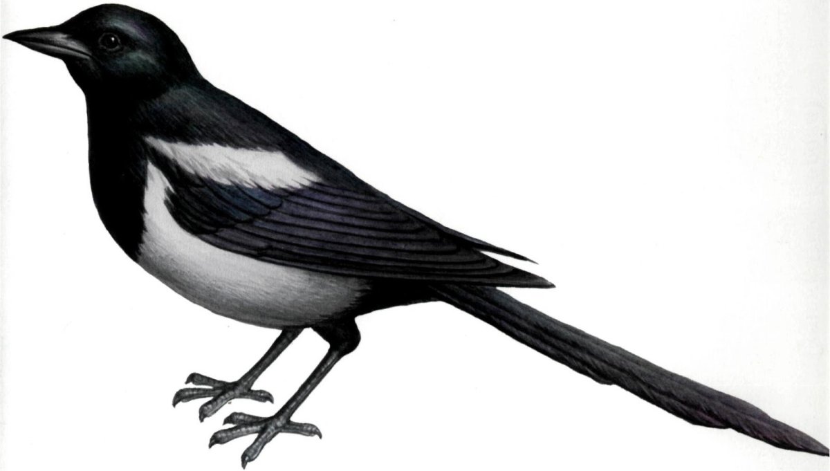Картинка сорока для детей на белом фоне