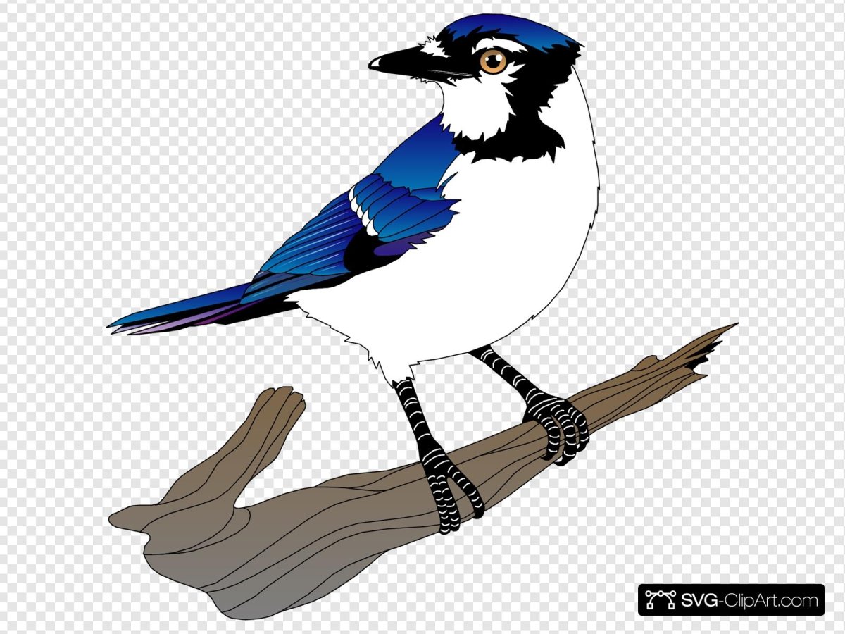 Рисование сороки