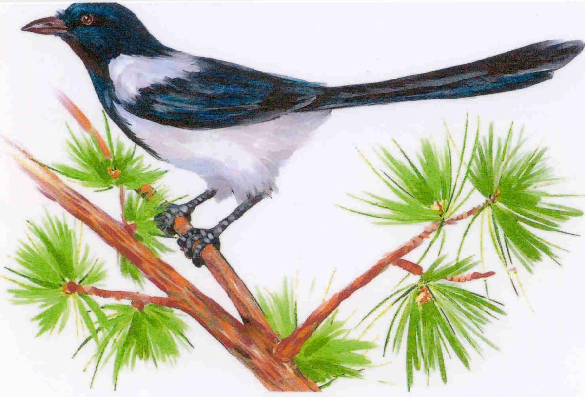 Сорока рисунок