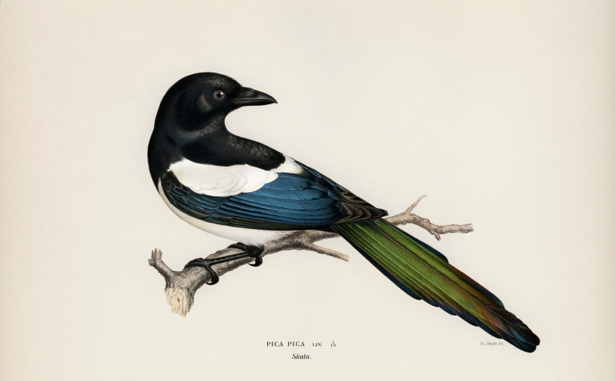 Сорока мультяшная