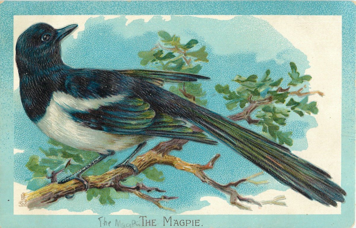 Картина сорока для детей